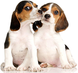 SIBLING DISCOUNTS AVAILABLE!